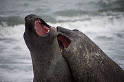 Picture 'Ant1_1_1522 Elephant Seal, Gold Harbour, South Georgia, Antarctica and sub-Antarctic islands'